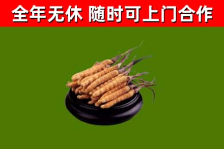 贵池区烟酒回收冬虫夏草.jpg