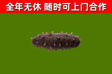 贵池区烟酒回收干海参.jpg
